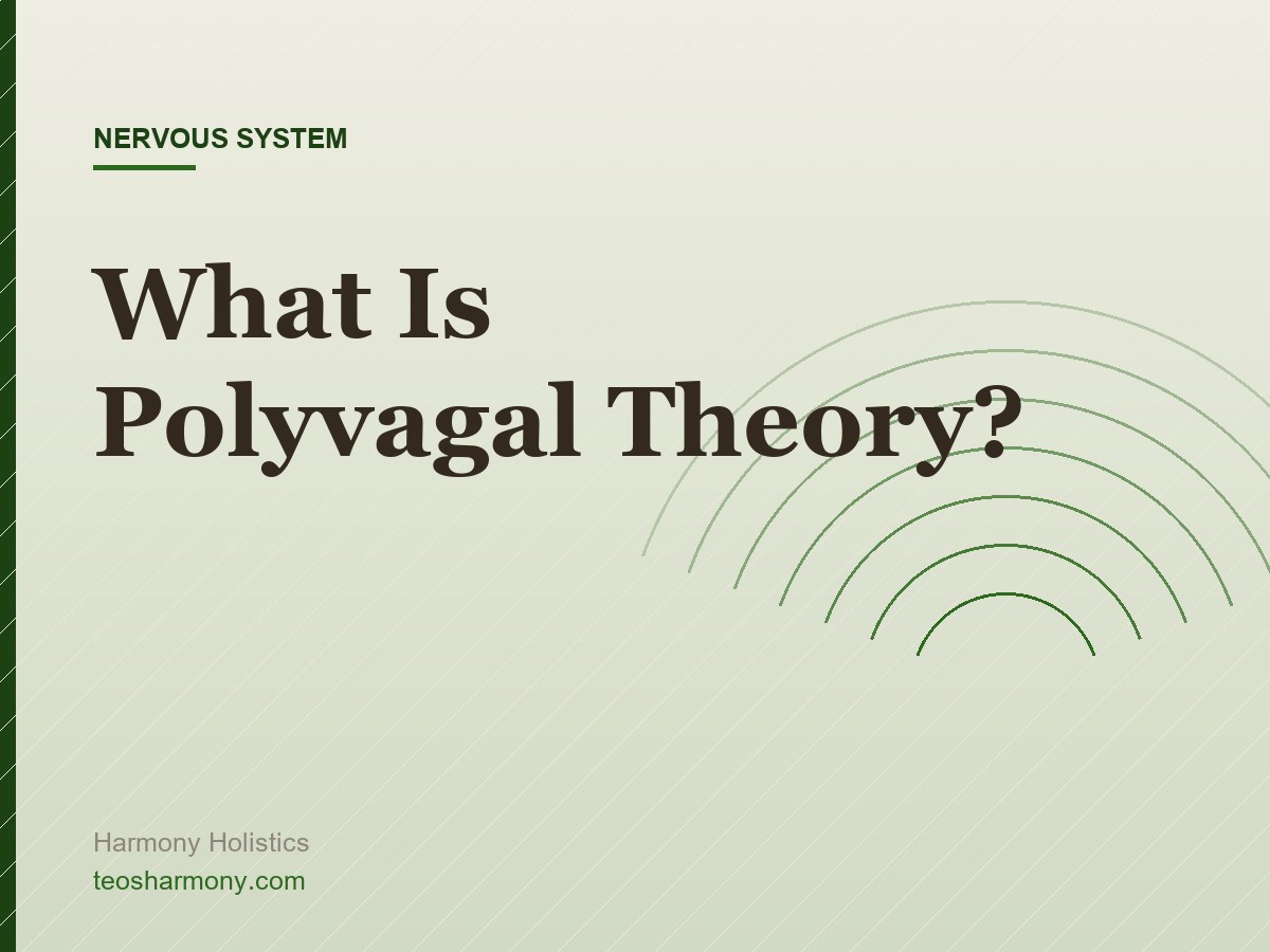 What is Polyvagal Theory? A Complete Guide to Understanding Your Nervous System